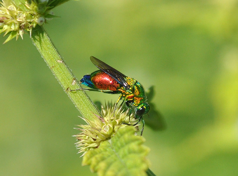 Rutilante - e assatanato:  Stilbum cyanurum